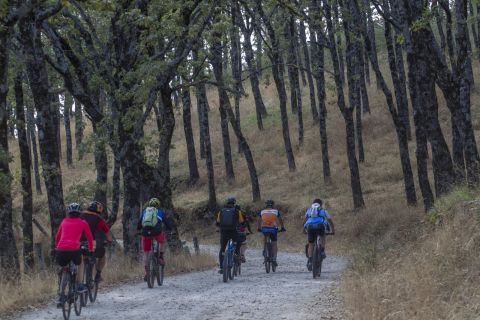 Grupo en bicicleta de montaña por un pinar