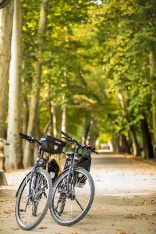 Paseo arbolado en bicicleta